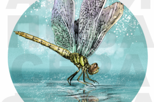 Иллюстрация для книги " Тотемные животные"