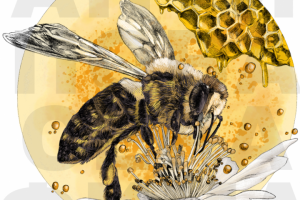 Иллюстрация для книги " Тотемные животные"