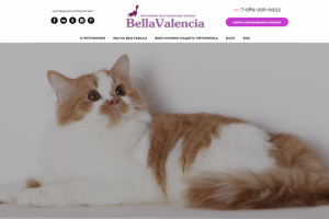 Видео про шотландских кошек