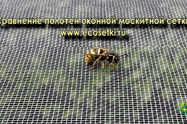 img3909215.png