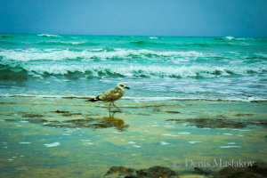 Работа 4101267