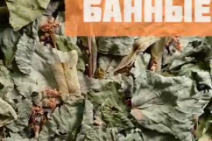 Веники для Бани (особенности охоты)