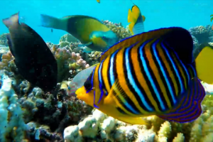 Рыбы Таиланда