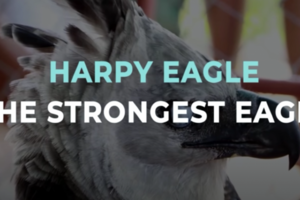 Harpy Eagle - The Strongest Eagle on Earth