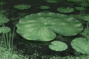 WaterLily