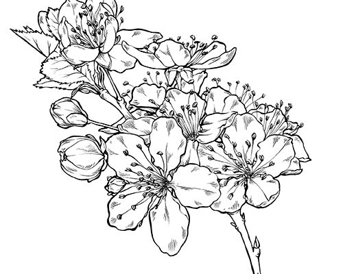 img3770885.png
