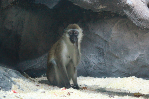 Работа 3742702