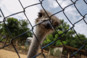 Работа 3742798