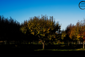 Работа 3742690