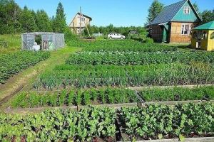 Блатные дачи из земли и палок