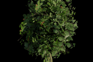 Low-poly дерево.