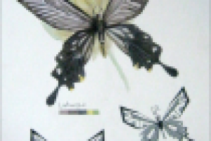 Работа 1417909