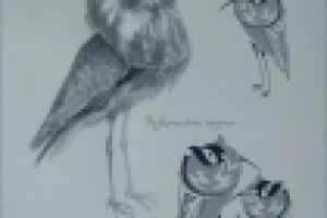 Работа 1417905