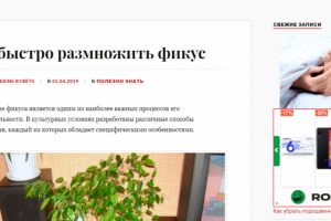 Как быстро размножить фикус