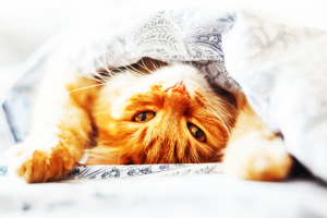 Лень: существует или нет