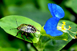 Древесный щитник