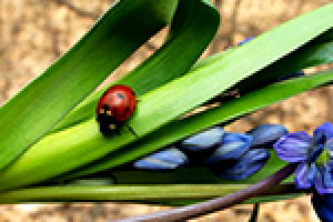 Божья коровка