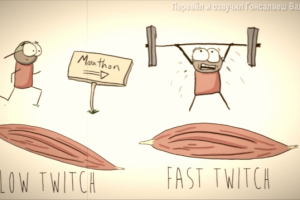 Базовая информация о мышцах АНГЛ – РУС (спорт, фитнес)