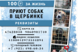 День стольника