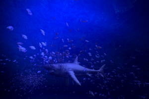 #NVJOB Simple Boids (Unity)