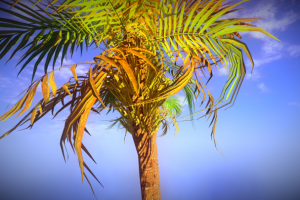 #NVJOB STC8 Toon (Advanced Toon Shader for Unity SpeedTree 8)