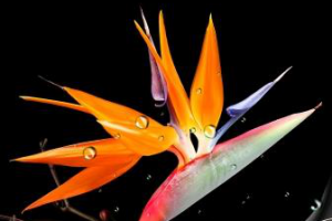 Работа 4387960