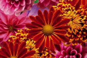 Работа 4387879