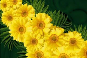 Работа 4387877