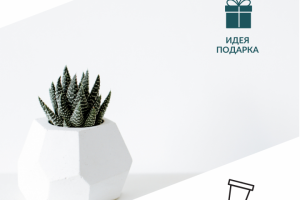 Кашпо для дома и офиса