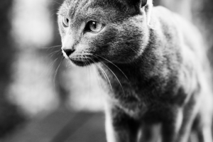 Портрет голубой кошки