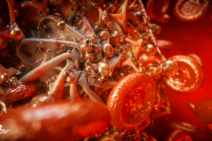 Более 1500+ работ в портфолио !