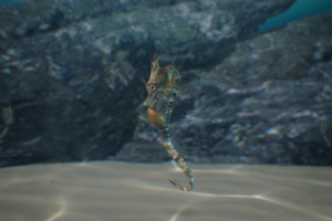 Hippocampus breviceps