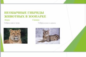 Презентация