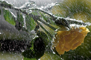 Сад под дождём