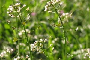 Целебные свойства пастушьей сумки при бесплодии