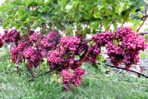 Мои советы начинающим виноградарям