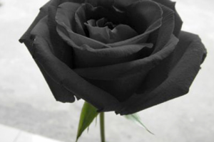 Изображение до работы с цветоррекцией