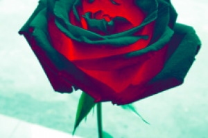 Изображение после работы с цветоррекцией