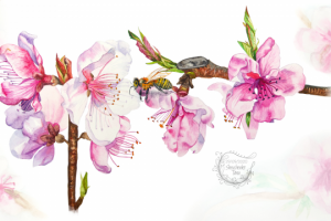 Акварель. Цветы миндаля