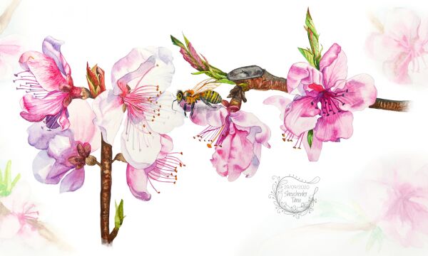 img4112155.png