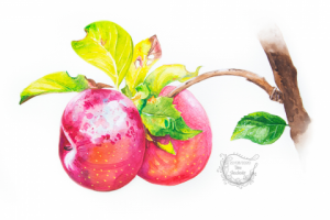 Акварель. Яблоки