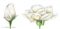img2826340.png