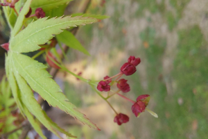 Ранняя весна