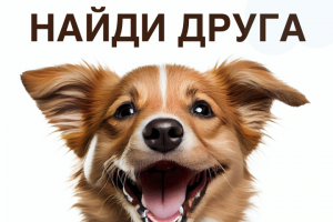 Баннер для приюта