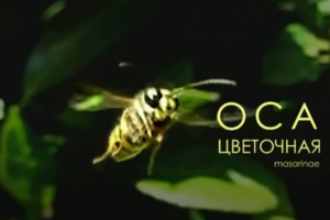 Оса цветочная