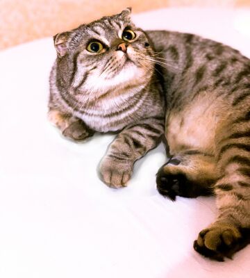 img4302039.png