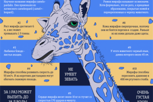 Факты о жирафах