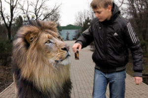 Коллаж со львом