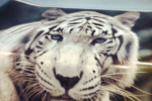 Тигр на капот авто