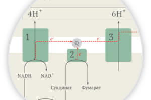 Схема клеточного дыхания